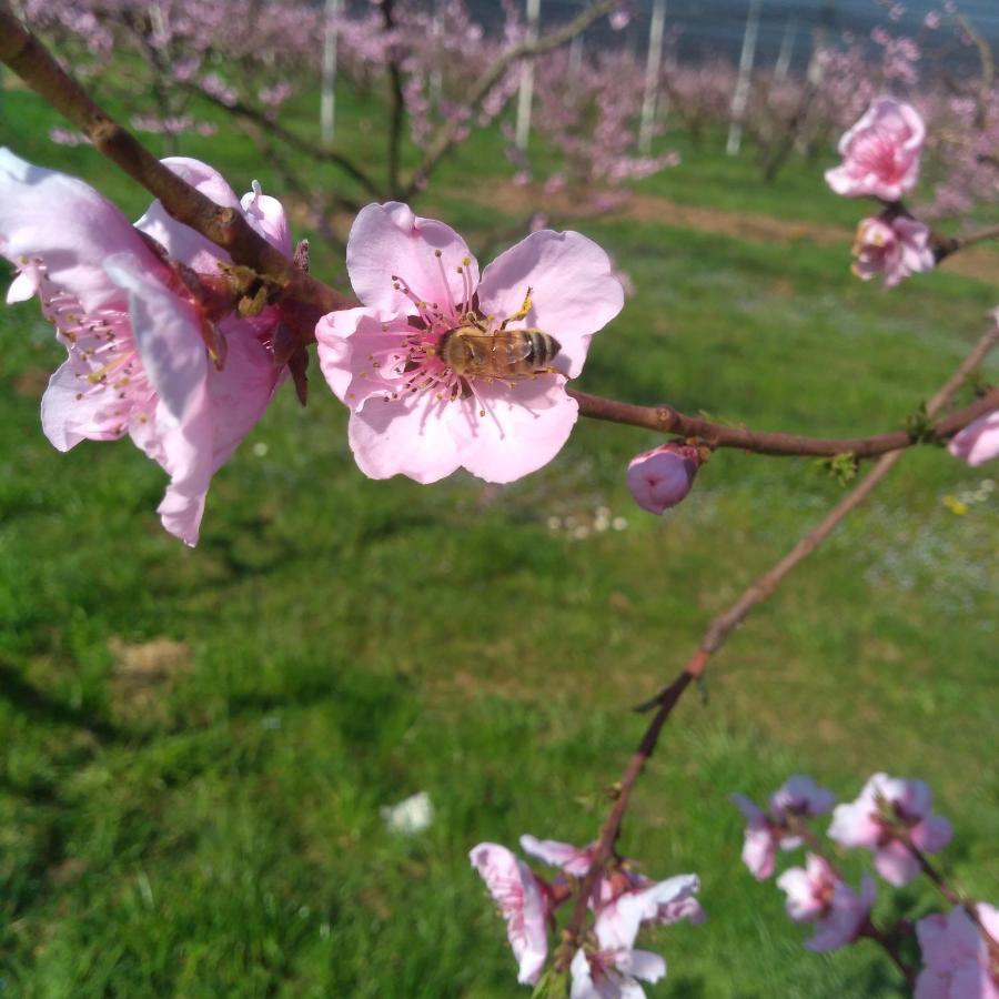 Agriturismo Fior Di Maggio Pescantina Zewnętrze zdjęcie